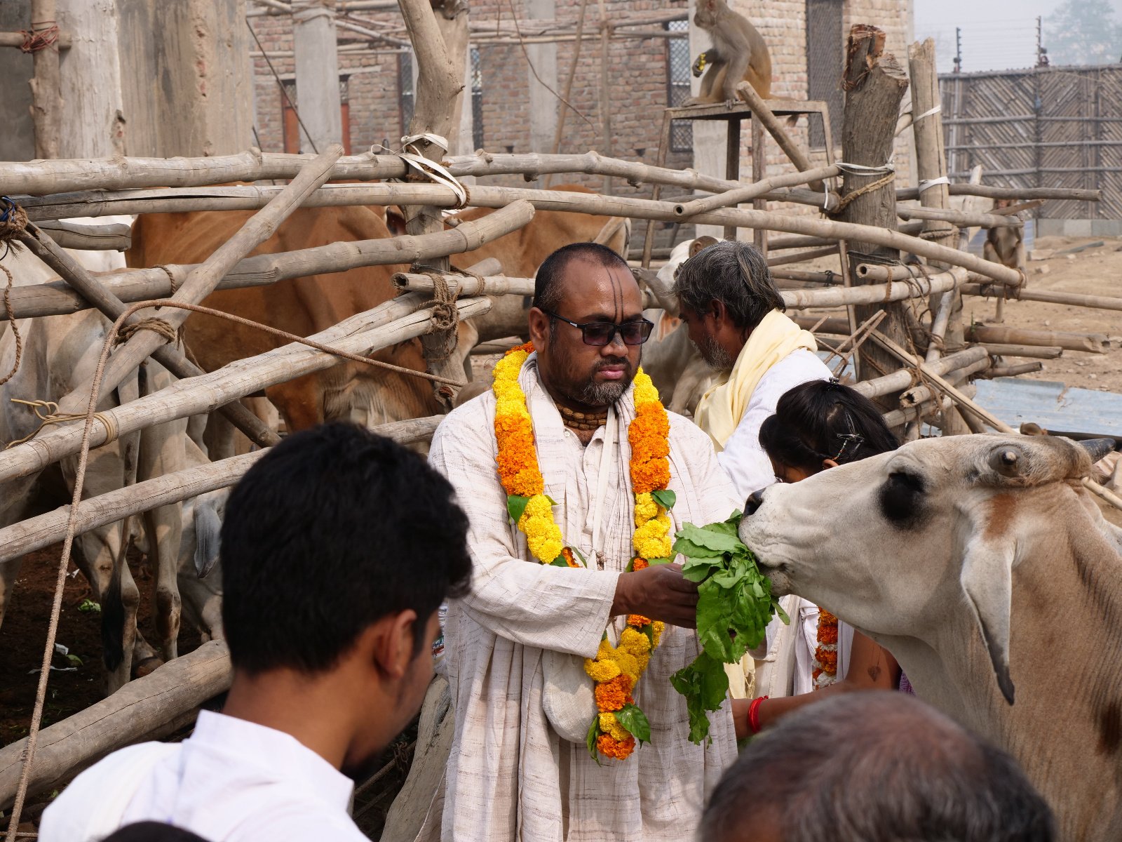  189 Gopashtami Radha kunda Govardhan 19.11.04